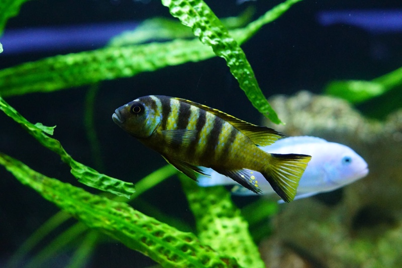 Maylandia melissa 'Chirwa Island'